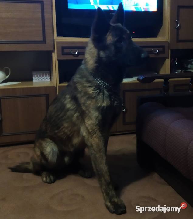 Owczarek Holenderski nie niemiecki 9 miesięczny Żerków