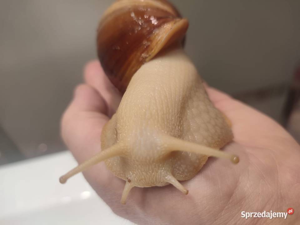 Sprzedam Ślimaki afrykańskie Lissachatina Rybnik