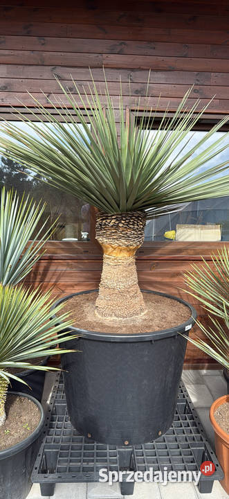 Sprzedam piękne palmy do ogrodu Wrocław sprzedam