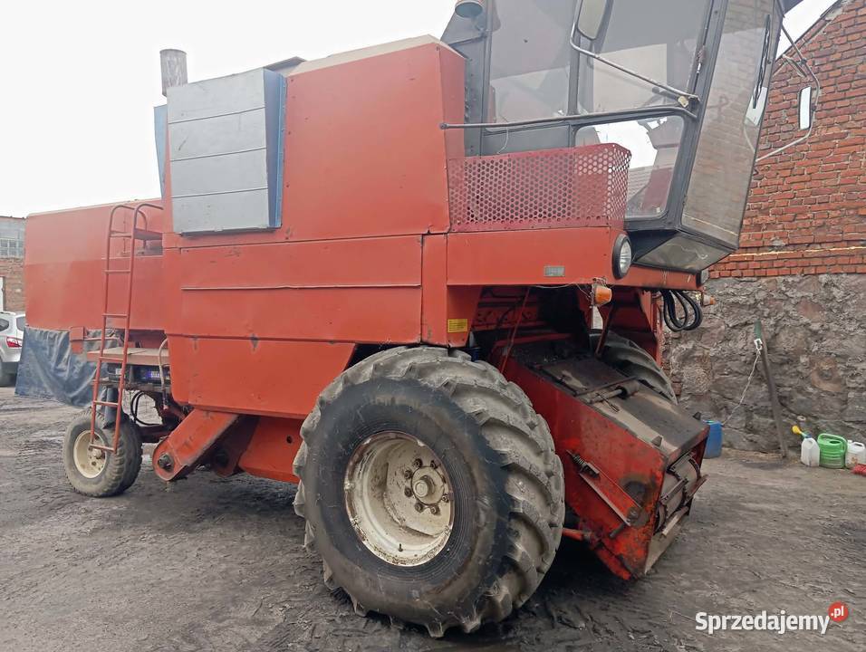 Bizon wielkopolskie Dobrzyca