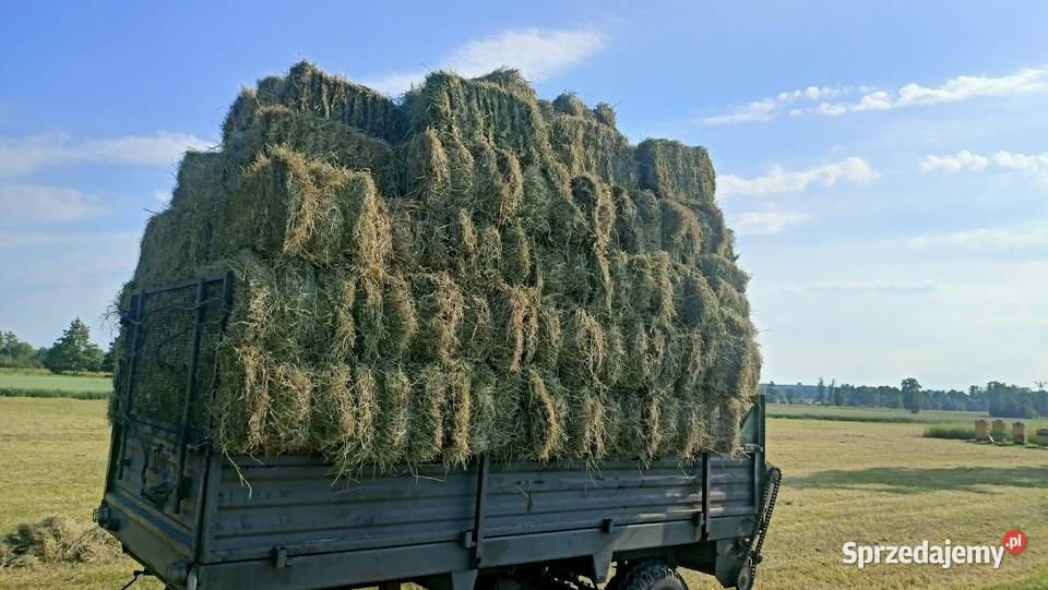 sprzedam siano kostka sipma zbiór 2026 Skoczylasy sprzedam