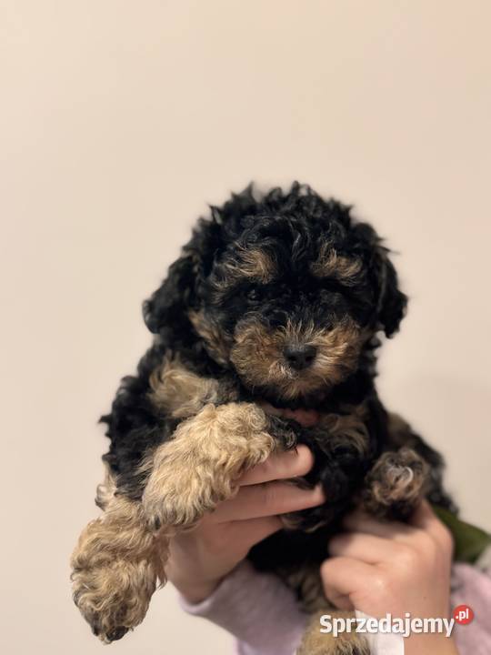 Prawdziwy mały pudel toy kolor phantom Jedyny Kędzierzyn-Koźle sprzedam