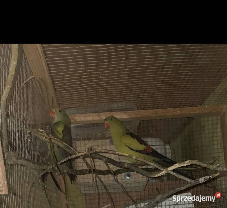 Para papug górskich