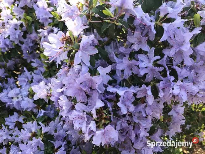 Różanecznik Blue TitRhododendron Blue Tit C3 Grójec