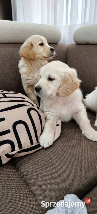 Szczeniaczki Golden Retriever sprzedam