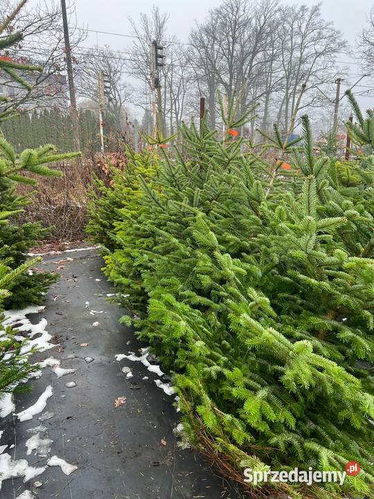 Jodła Kaukaska cięta Choinka na Święta Możliwość dolnośląskie Długołęka