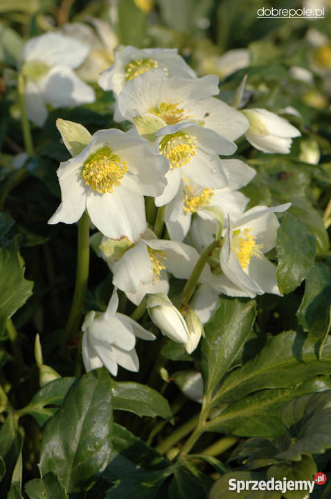 Sprzedam piękne sadzonki ciemiernika 5 gat do Swarzędz