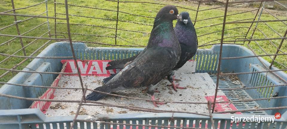 Gołębie mikolajewskie Tokarówka