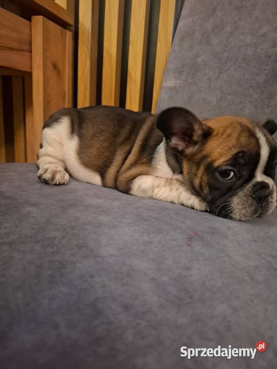 Buldog francuski Toruń