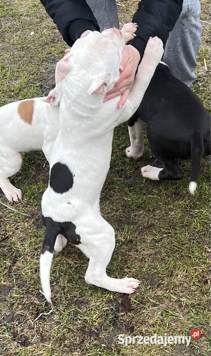 Amstaff suczka ostatnio Świdwin