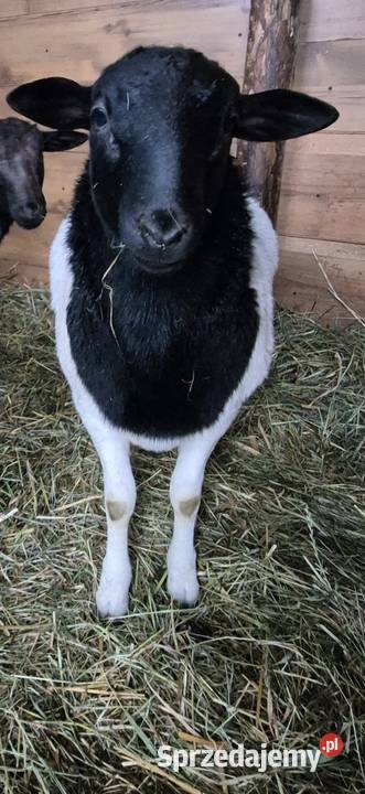 DORPER Baranki Owce tryk jarki sprzedam