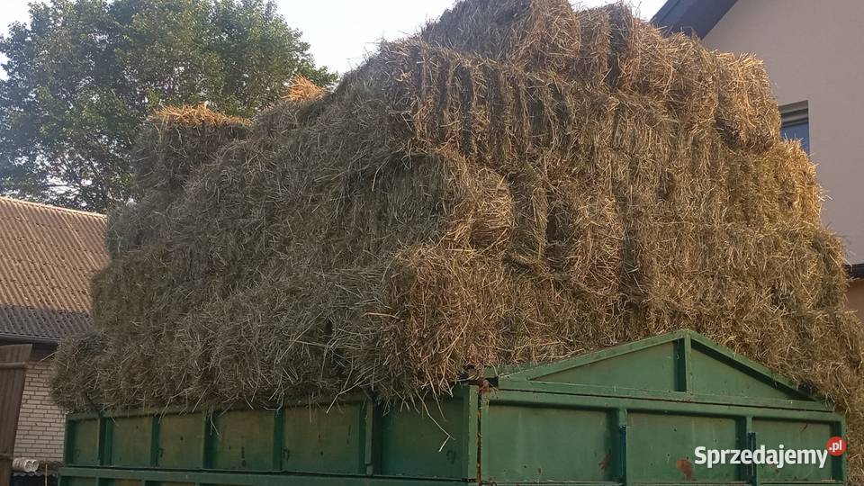 Sprzedam siano w kostkach Trawy, słoma Toplin