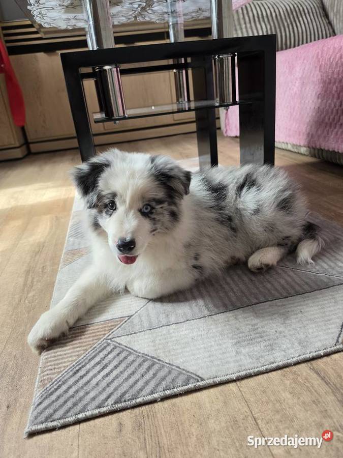 Piesek rasy border collie blue merle Kutno