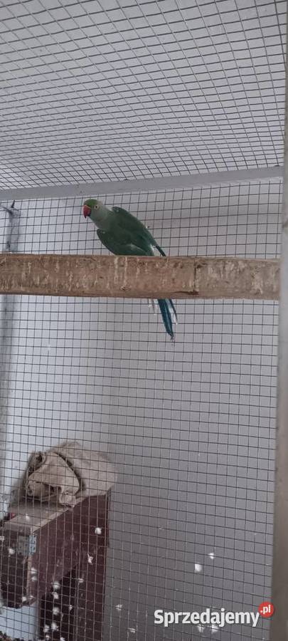 Aleksandrette obrożną kobalt turkus głowa ogon Rawicz