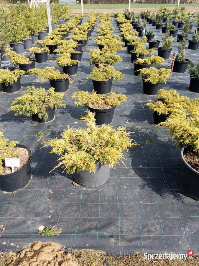 Piękne duże jałowce lubelskie Lublin