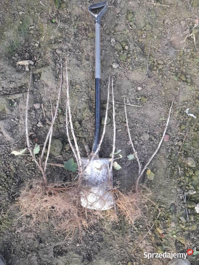 Sadzonka sztobry porzeczki czerwona czarne Puławy