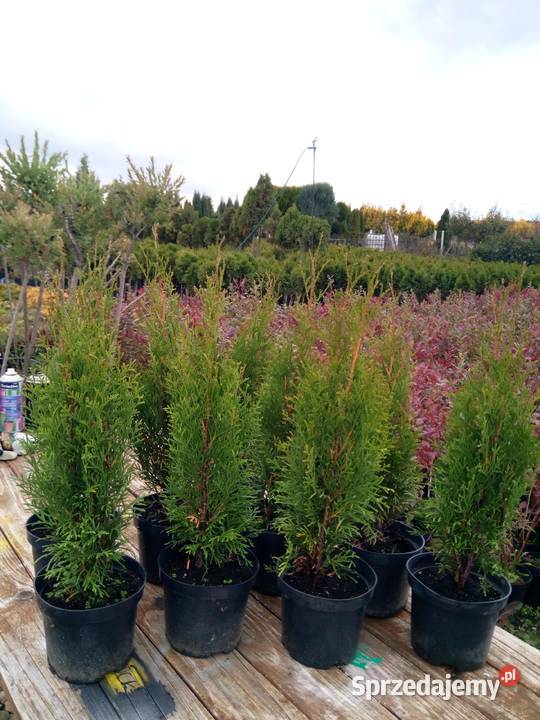 Tuja szmaragd tuje thuja smaragd szmaragdowa małopolskie Gorlice