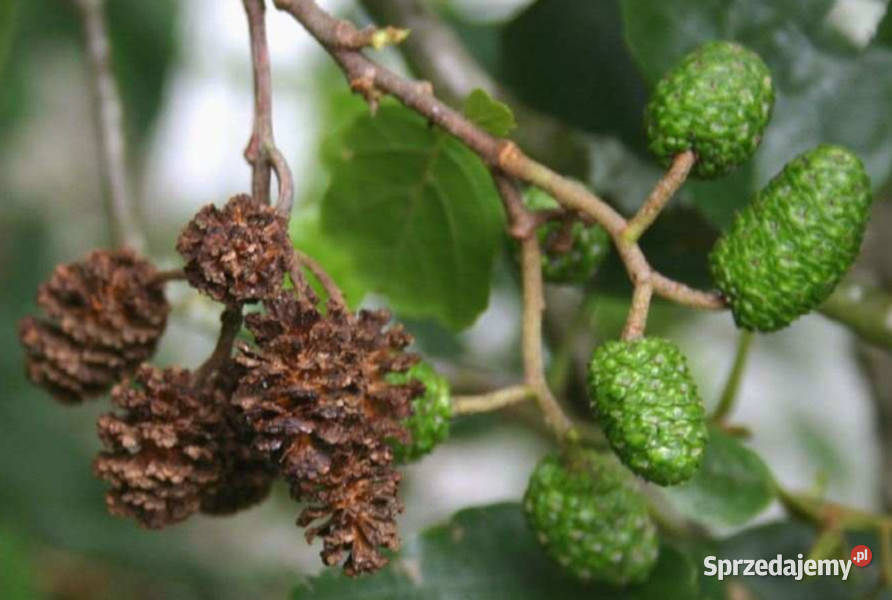 OLSZA CZARNA Alnus glutinosa NASIONA 50000 sztuk