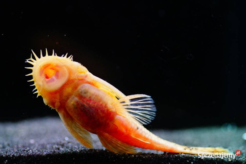 Glonojad albinos Zbrojnik niebieski odmiana Gdańsk sprzedam
