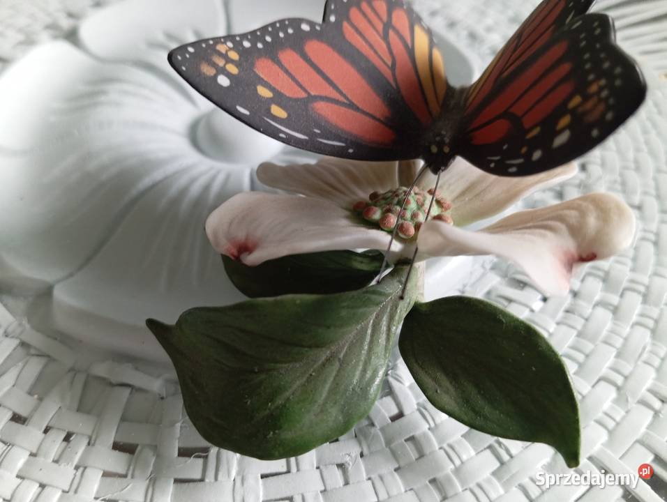Porcelanowy motyl Franklin lubuskie Zielona Góra