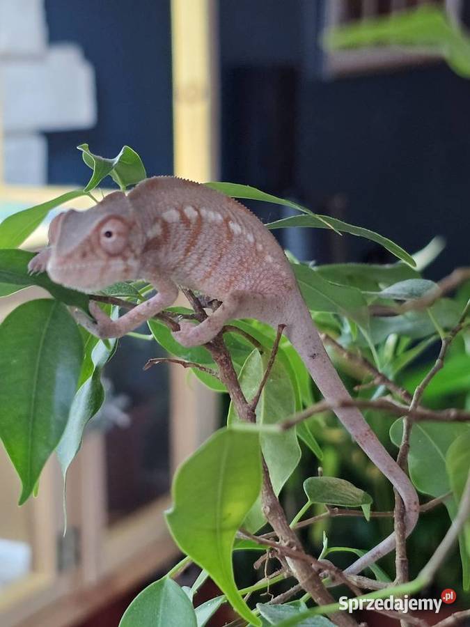 Kameleon lamparci samiczka