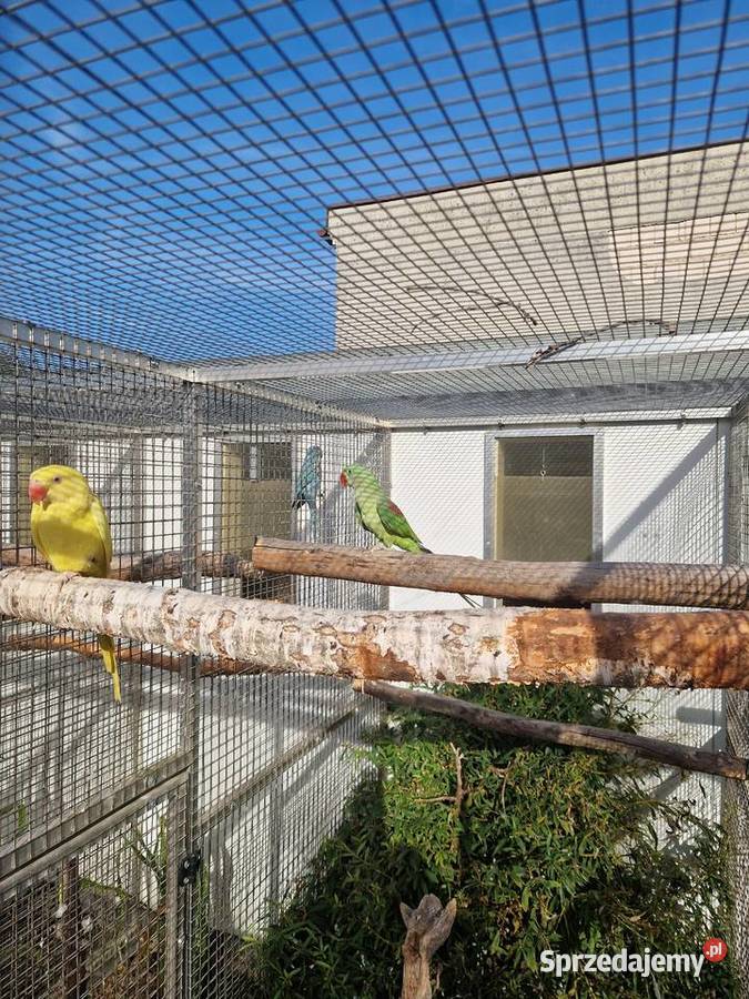 Aleksandretty Wielkie 2025 lutino para Poznań