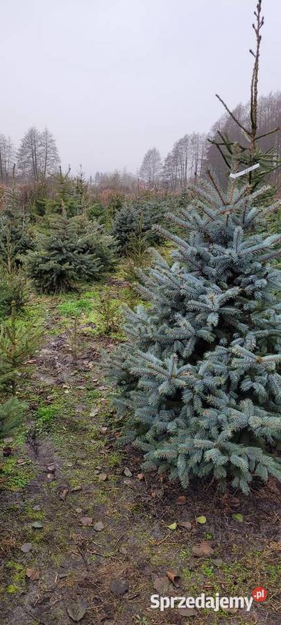 choinka choinki Chodzież
