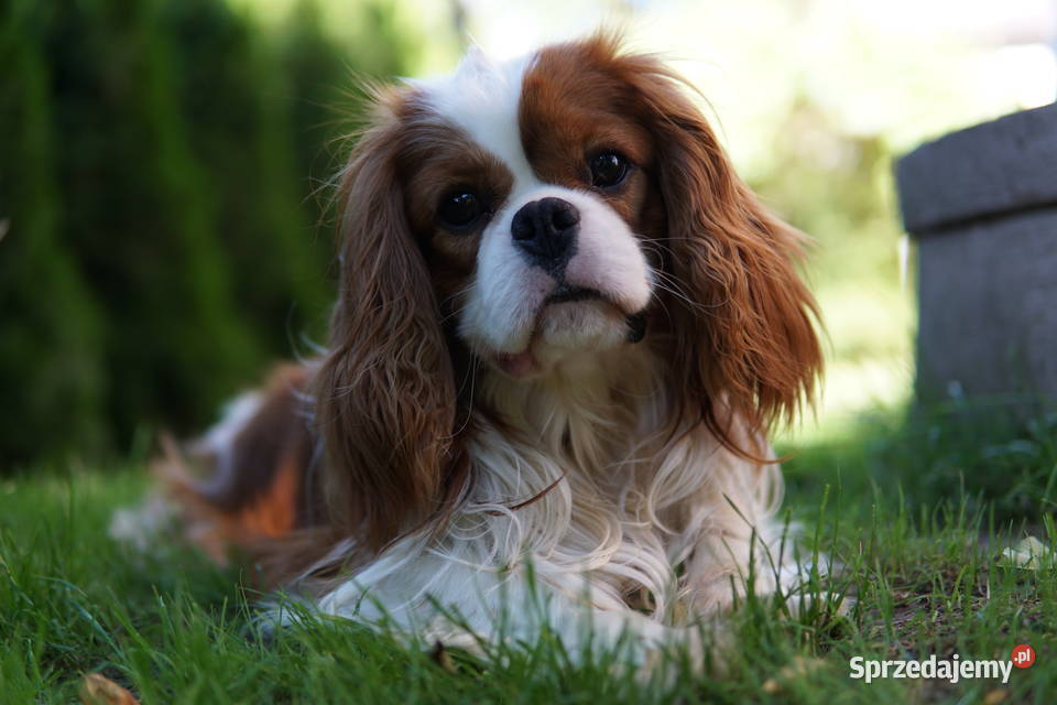 Szczenięta Cavalier King Charles Spaniel podkarpackie Rzeszów