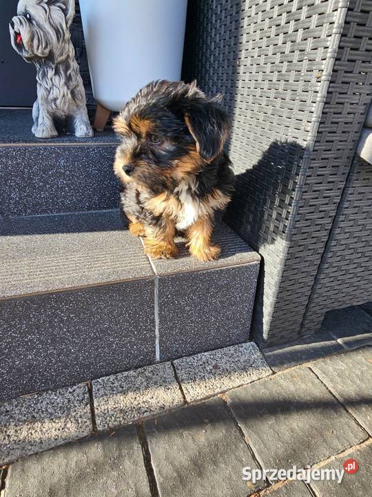York terrier chłopczyk Chróścin
