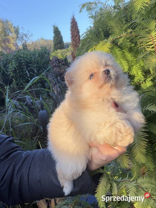 Szpic miniaturowy Pomeranian lubuskie Gorzów Wielkopolski