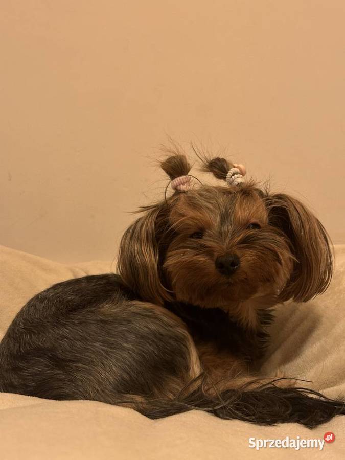 Szczeniaki Yorkshire Terrier 6 tygodni mazowieckie Warszawa sprzedam