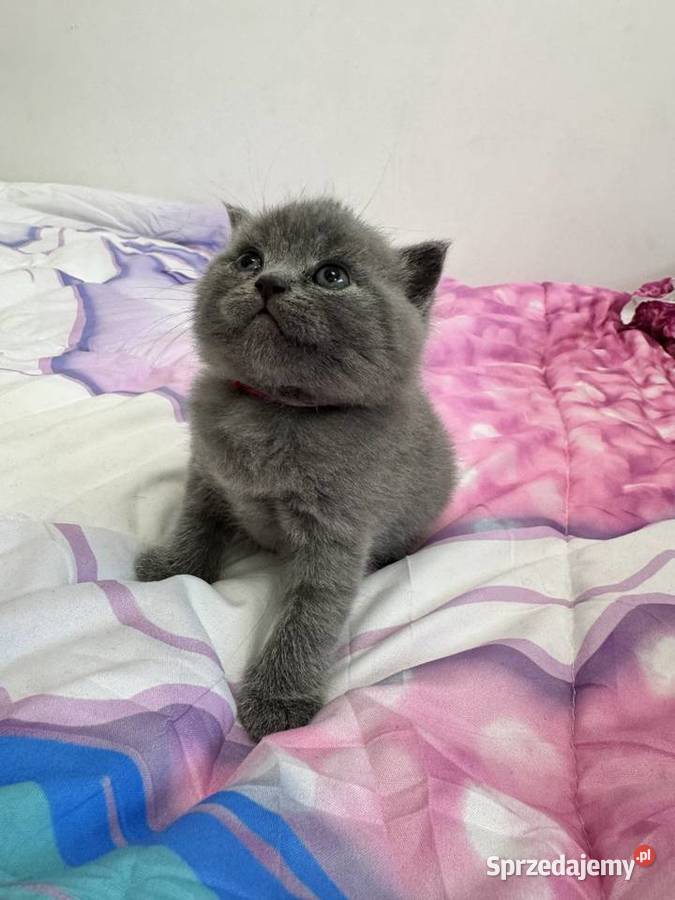 Kotki brytyjskie Kozienice sprzedam