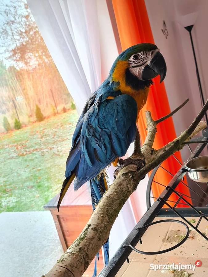 Ara Ararauna samiczka Ptaki zachodniopomorskie Steklno