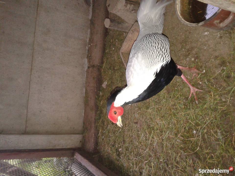 bażanty srebrne Strzebiń