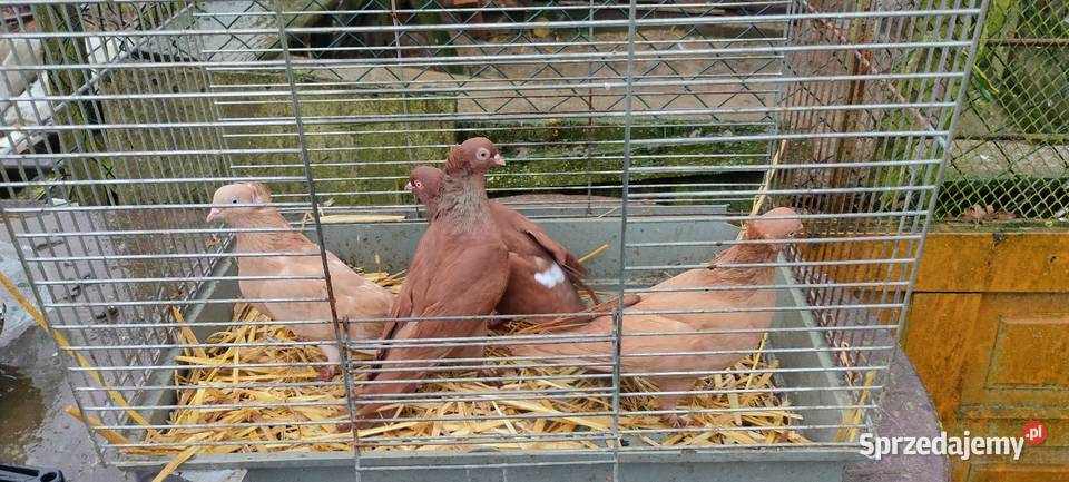 Sprzedam gołębie ozdobne Tokarówka sprzedam