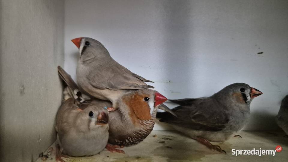 Zeberki tegoroczne Ozimek sprzedam