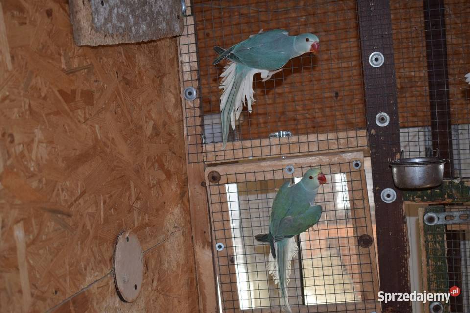 Aleksandretty Obrożne