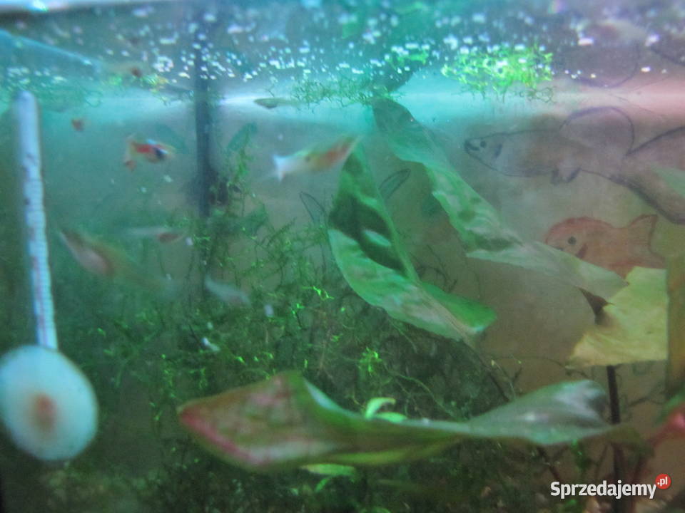 Małe akwarium z obsadą Toruń