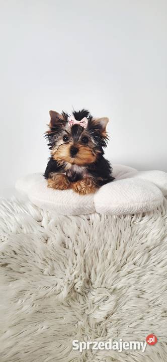 Piękna Malutka Sunia yorkshire terrier dolnośląskie Brzeg Dolny