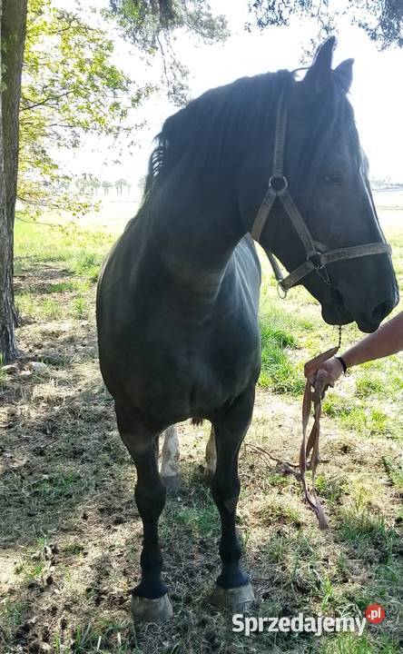 Sprzedam klacz źrebna wielkopolskie Krotoszyn
