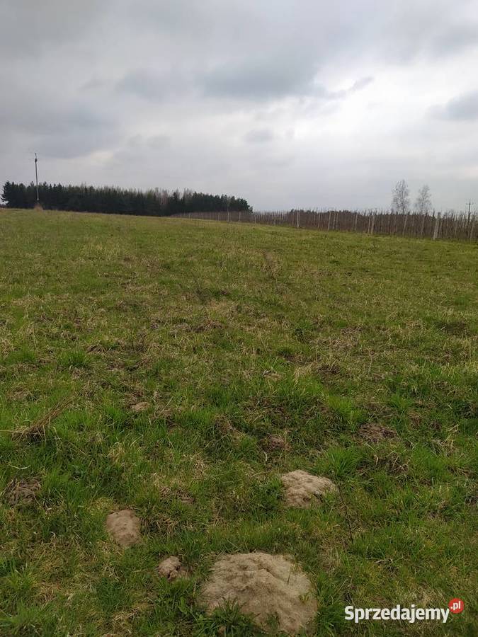 Działka Rolna Goszczyn powgrójecki Sprzedaż mazowieckie