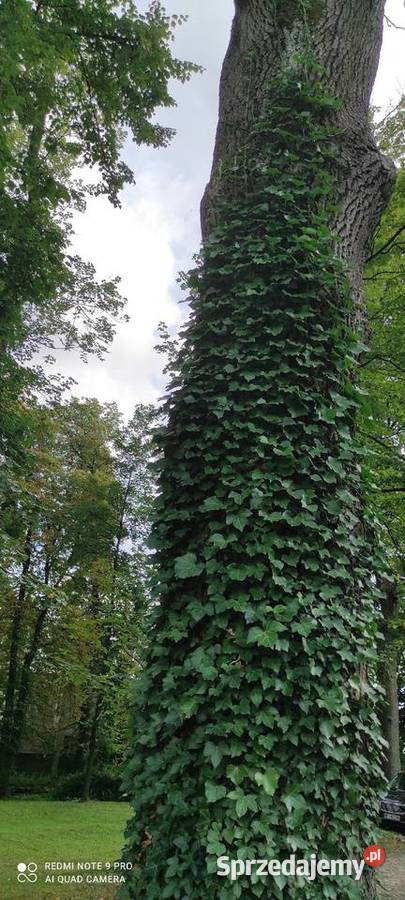 Duże bluszcze HEDERA helix Ogród mazowieckie Jasieniec