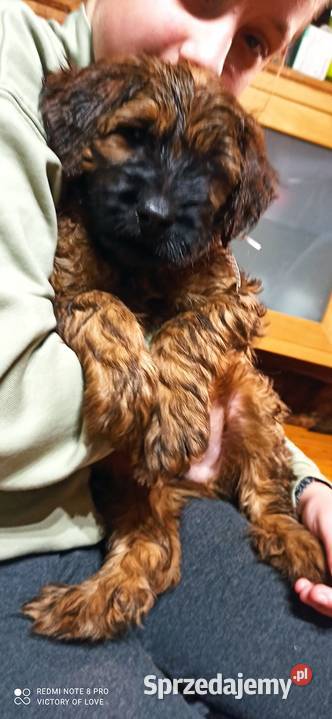 Briardszczeniak Opole