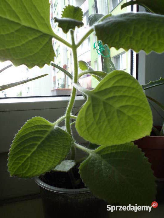 Męta meksykańska roślina doniczkowa Warszawa