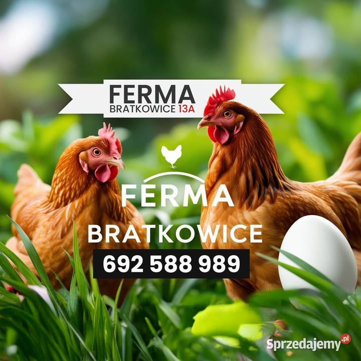 Kury nioski kokoszki kurczęta Ferma Bratkowice