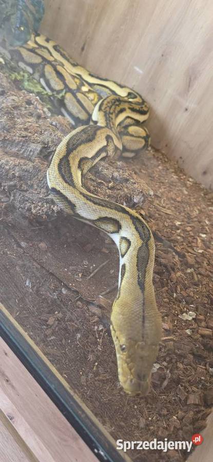 Pyton siatokwany reticulatus samiczka Wałbrzych