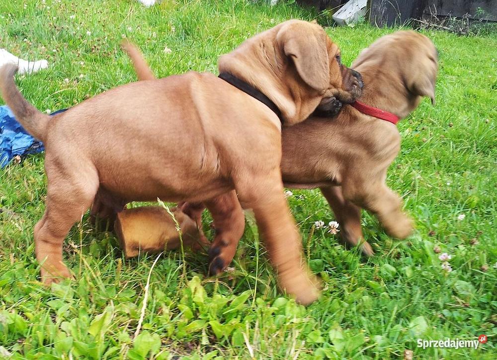 SZCZENIĘTA TOSA INU Warszawa