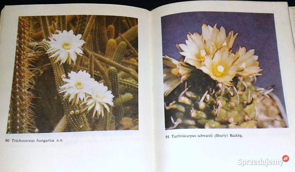 Uprawa kaktusów Stanisław Hinz Mieczysław Chełm