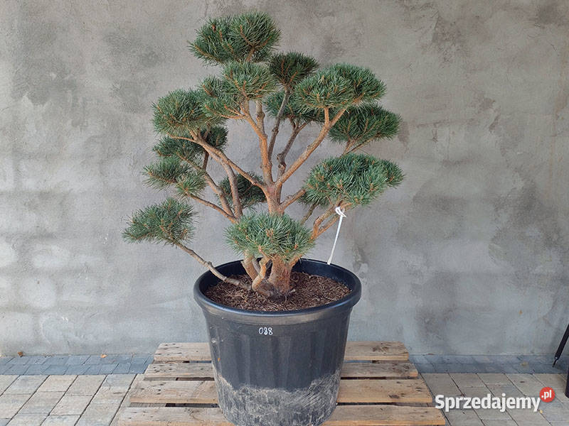 Sosna pospolita formowana 094 NIWAKI BONSAI śląskie Częstochowa sprzedam