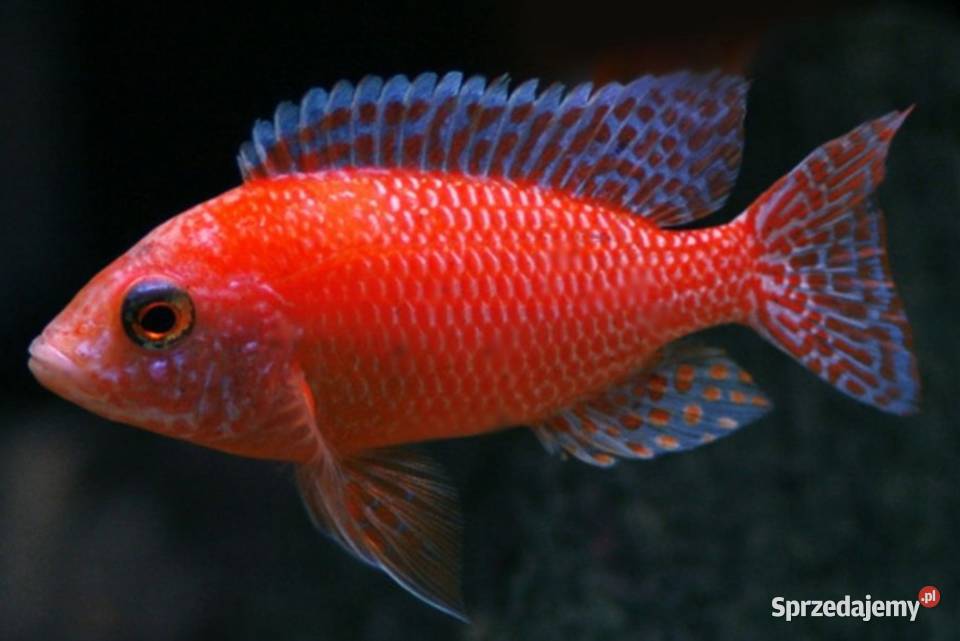 Aulonocara Fire Fish SAMCE XXL 10 Pyszczaki